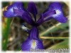 Iris_latifolia_KingoftheBlues080612_01.jpg