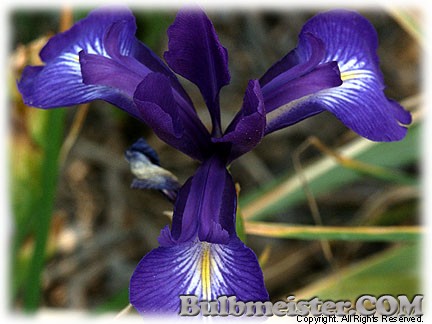 Iris_latifolia_KingoftheBlues080612