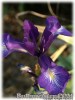 Iris_latifolia_KingoftheBlues080612_02.jpg