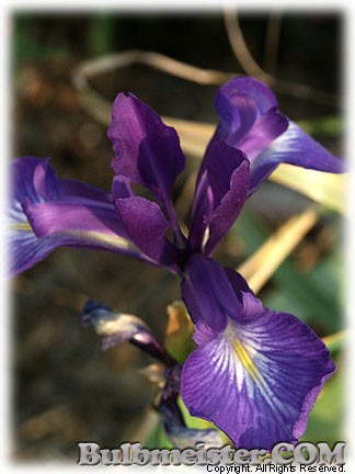 Iris_latifolia_KingoftheBlues080612