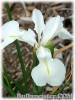 Iris_latifolia_WHITE080604_01.jpg