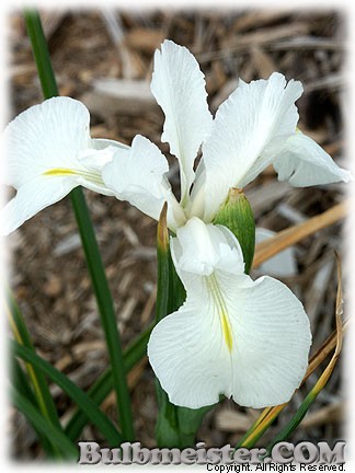 Iris_latifolia_WHITE080604
