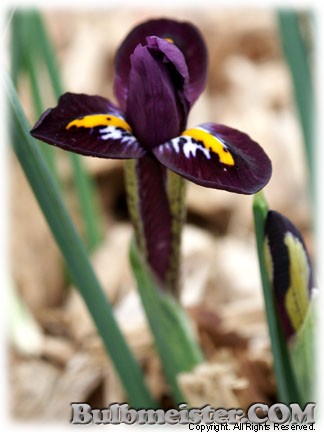 Iris_ret_Hercules070315