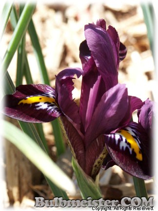 Iris_ret_Hercules070316