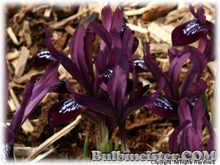 Iris_ret_PurpleGem070312