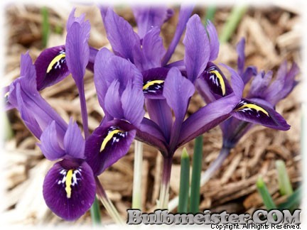 Iris_ret_VioletBeauty070314