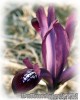 Iris_reticulata02.jpg