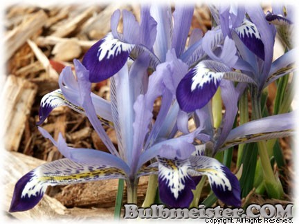 Iris_reticulata_Clairette070309