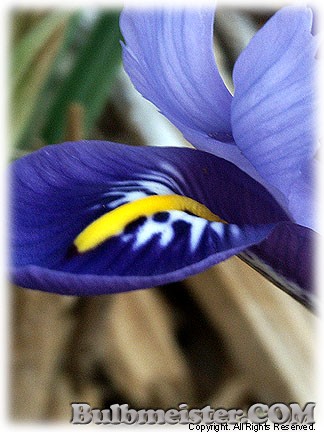 Iris_reticulata_Edward080314