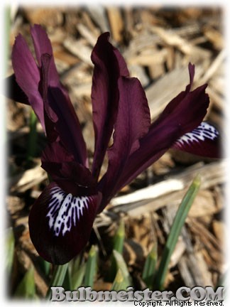 Iris_reticulata_JSDijt080229