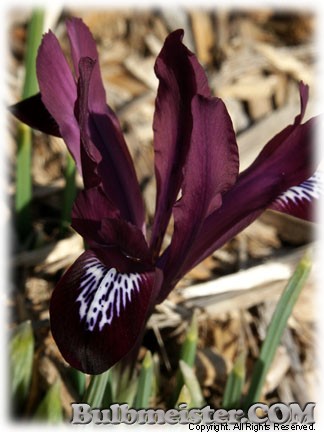 Iris_reticulata_JSDijt080229