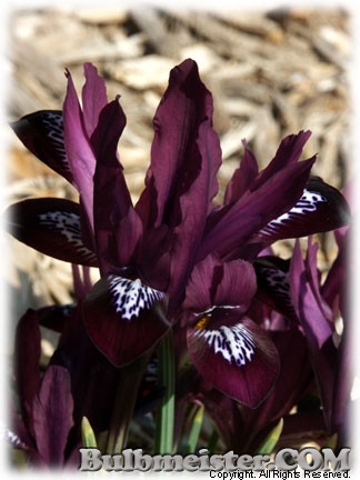 Iris_reticulata_JSDijt080302