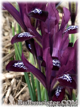 Iris_reticulata_JSDijt080302