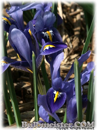 Iris_reticulata_Joyce080324