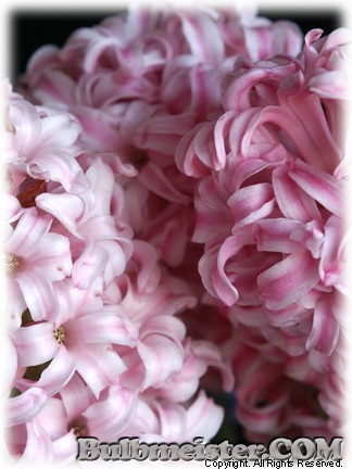Hyacinthus_AnnMary070302