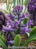 Hyacinthus_BluePearl080327_01.jpg
