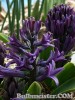 Hyacinthus_BluePearl080327_02.jpg
