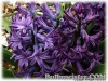 Hyacinthus_BluePearl080331_01.jpg