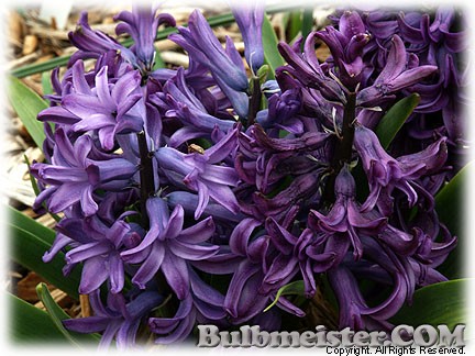 Hyacinthus_BluePearl080331