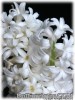 Hyacinthus_Carnegie070302_01.jpg