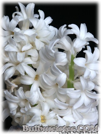 Hyacinthus_Carnegie070302