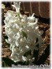 Hyacinthus_Carnegie070316_01.jpg