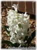 Hyacinthus_Carnegie070316_02.jpg