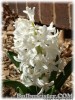 Hyacinthus_Carnegie070316_03.jpg