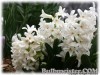 Hyacinthus_Carnegie070320_01.jpg