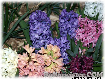 Hyacinthus_MIX070327