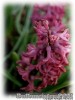 Hyacinthus_Woodstock1.jpg