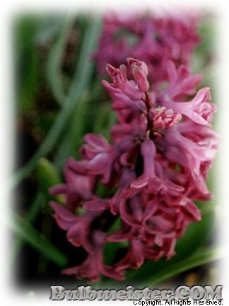 Hyacinthus 'Woodstock'