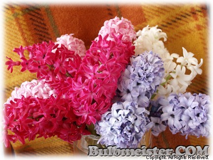 Hyacinthus_bouquet070302