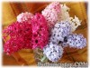 Hyacinthus_bouquet070302_02.jpg