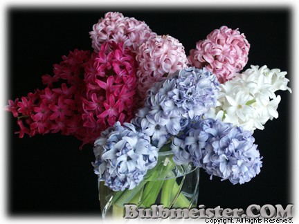 Hyacinthus_bouquet070302