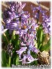 Hyacinthus_multiflora_BLUE070322_01.jpg