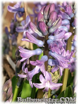 Hyacinthus_multiflora_BLUE070322