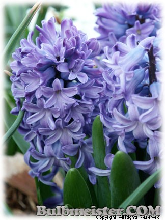 Hyacinthus_multiflora_BLUE070327