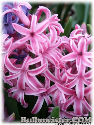 Hyacinthus_multiflora_PINK070327
