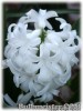 Hyacinthus_multiflora_WHITE070327_01.jpg