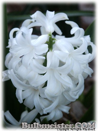 Hyacinthus_multiflora_WHITE070327