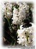 Hyacinthus_White02.jpg