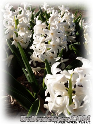 Hyacinth White Hybrid Hyacinthus