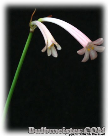 Cyrtanthus mackenii var. cooperi pink ifafa lily