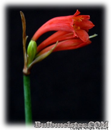 Cyrtanthus mackenii red ifafa lily