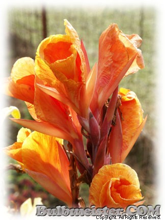 Canna pretoria variegata