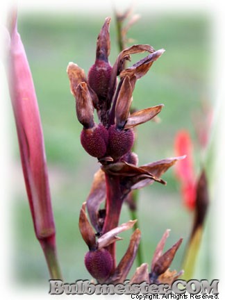 Canna pretoria variegata