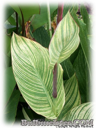 Canna petoria variegata