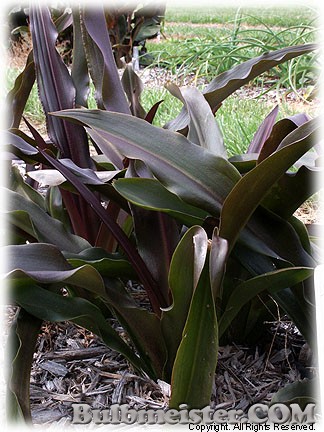 Eucomis_SparklingBurgundy080918