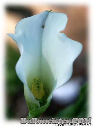 Zantedeschia hybrid white calla lily